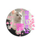 凶暴天使猫 3（個別スタンプ：9）