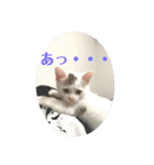 凶暴天使猫 3（個別スタンプ：10）