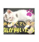 凶暴天使猫 3（個別スタンプ：13）