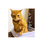 ちゃー吉（個別スタンプ：2）