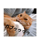 ちゃー吉（個別スタンプ：4）