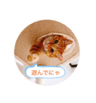 ちゃー吉（個別スタンプ：7）