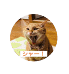 ちゃー吉（個別スタンプ：8）