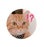 ちゃー吉（個別スタンプ：10）