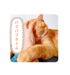 ちゃー吉（個別スタンプ：11）