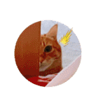 ちゃー吉（個別スタンプ：12）