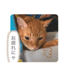 ちゃー吉（個別スタンプ：13）