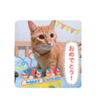 ちゃー吉（個別スタンプ：15）