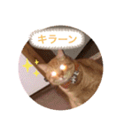 ちゃー吉（個別スタンプ：16）