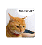 ちゃー吉（個別スタンプ：20）