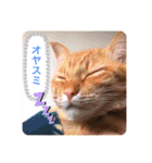 ちゃー吉（個別スタンプ：21）