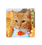 ちゃー吉（個別スタンプ：22）