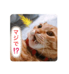 ちゃー吉（個別スタンプ：23）