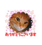 ちゃー吉（個別スタンプ：24）