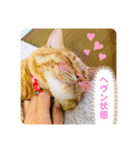 ちゃー吉（個別スタンプ：25）