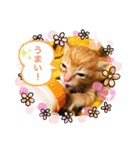 ちゃー吉（個別スタンプ：26）