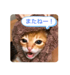 ちゃー吉（個別スタンプ：27）