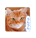 ちゃー吉（個別スタンプ：29）