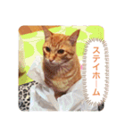 ちゃー吉（個別スタンプ：30）