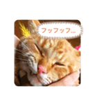 ちゃー吉（個別スタンプ：31）