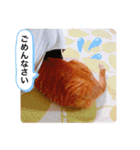 ちゃー吉（個別スタンプ：32）