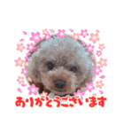 ちこプー（個別スタンプ：1）
