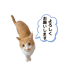 茶白猫チャイくんのスタンプ（個別スタンプ：12）