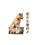 柴犬ゆげの日常（個別スタンプ：1）