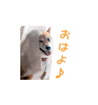 柴犬ゆげの日常（個別スタンプ：2）
