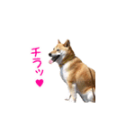 柴犬ゆげの日常（個別スタンプ：4）