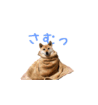 柴犬ゆげの日常（個別スタンプ：5）