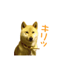 柴犬ゆげの日常（個別スタンプ：6）