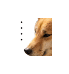柴犬ゆげの日常（個別スタンプ：7）