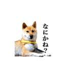 柴犬ゆげの日常（個別スタンプ：8）