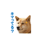 柴犬ゆげの日常（個別スタンプ：9）