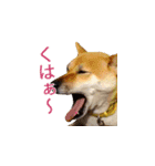 柴犬ゆげの日常（個別スタンプ：10）