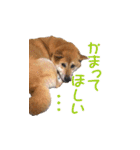 柴犬ゆげの日常（個別スタンプ：11）