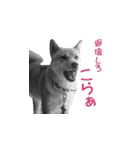 柴犬ゆげの日常（個別スタンプ：12）