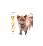 柴犬ゆげの日常（個別スタンプ：14）