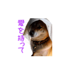 柴犬ゆげの日常（個別スタンプ：15）