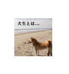 柴犬ゆげの日常（個別スタンプ：16）
