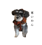 わんわんのらんど（個別スタンプ：5）