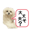 ゆきみだいふく事故画集（個別スタンプ：4）