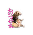 影千代と五右衛門（個別スタンプ：6）