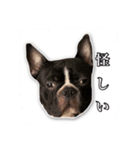 影千代と五右衛門（個別スタンプ：8）