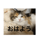 もこリコねこと仲間たち（個別スタンプ：1）