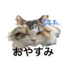 もこリコねこと仲間たち（個別スタンプ：2）