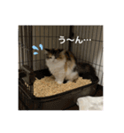 もこリコねこと仲間たち（個別スタンプ：3）