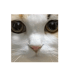 もこリコねこと仲間たち（個別スタンプ：4）