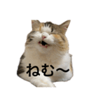 もこリコねこと仲間たち（個別スタンプ：5）